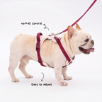 Lulupet No-Pull Dog Harness Leash Collar Set