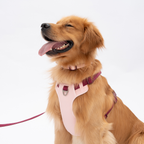 Lulupet No-Pull Dog Harness Leash Collar Set