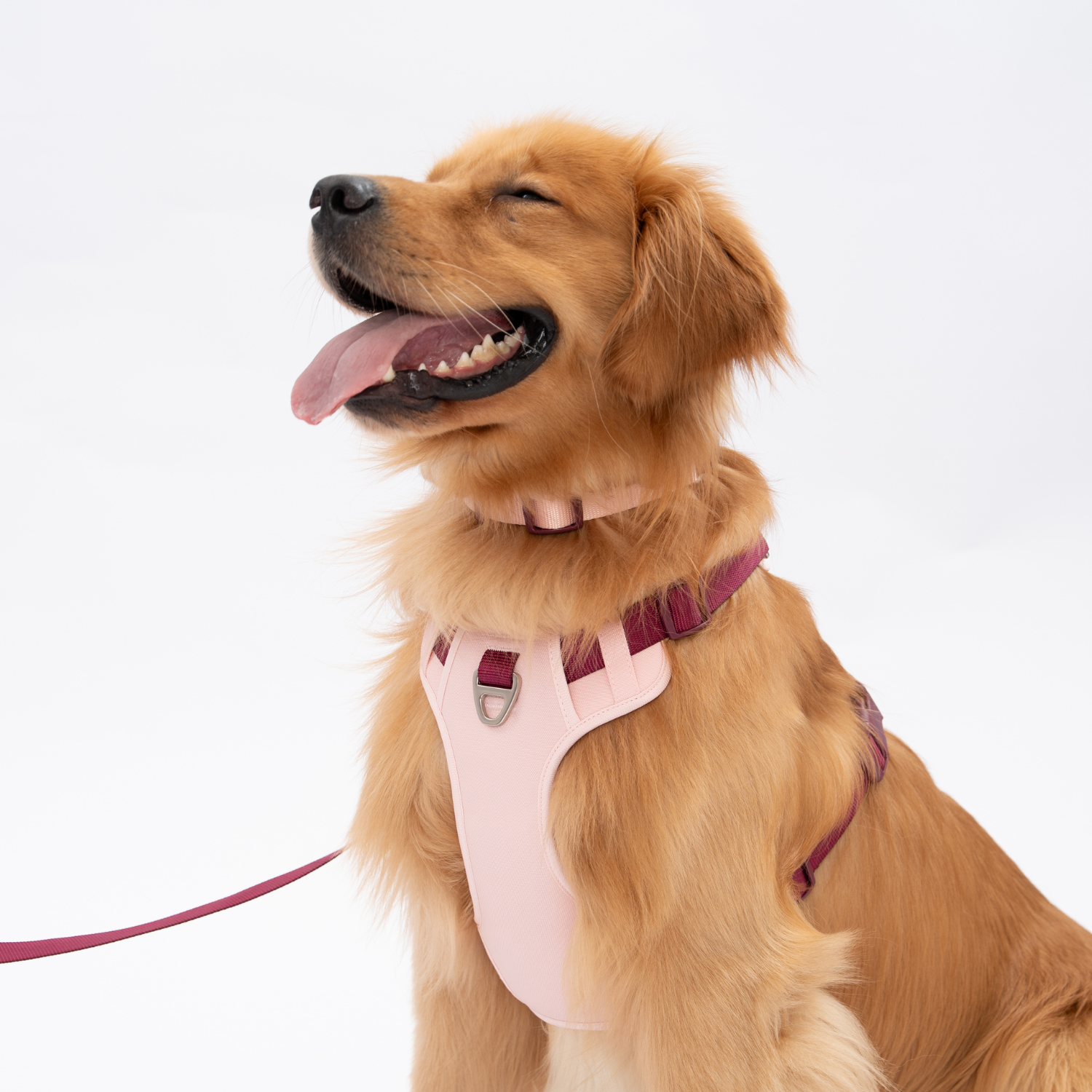 Lulupet No-Pull Dog Harness Leash Collar Set