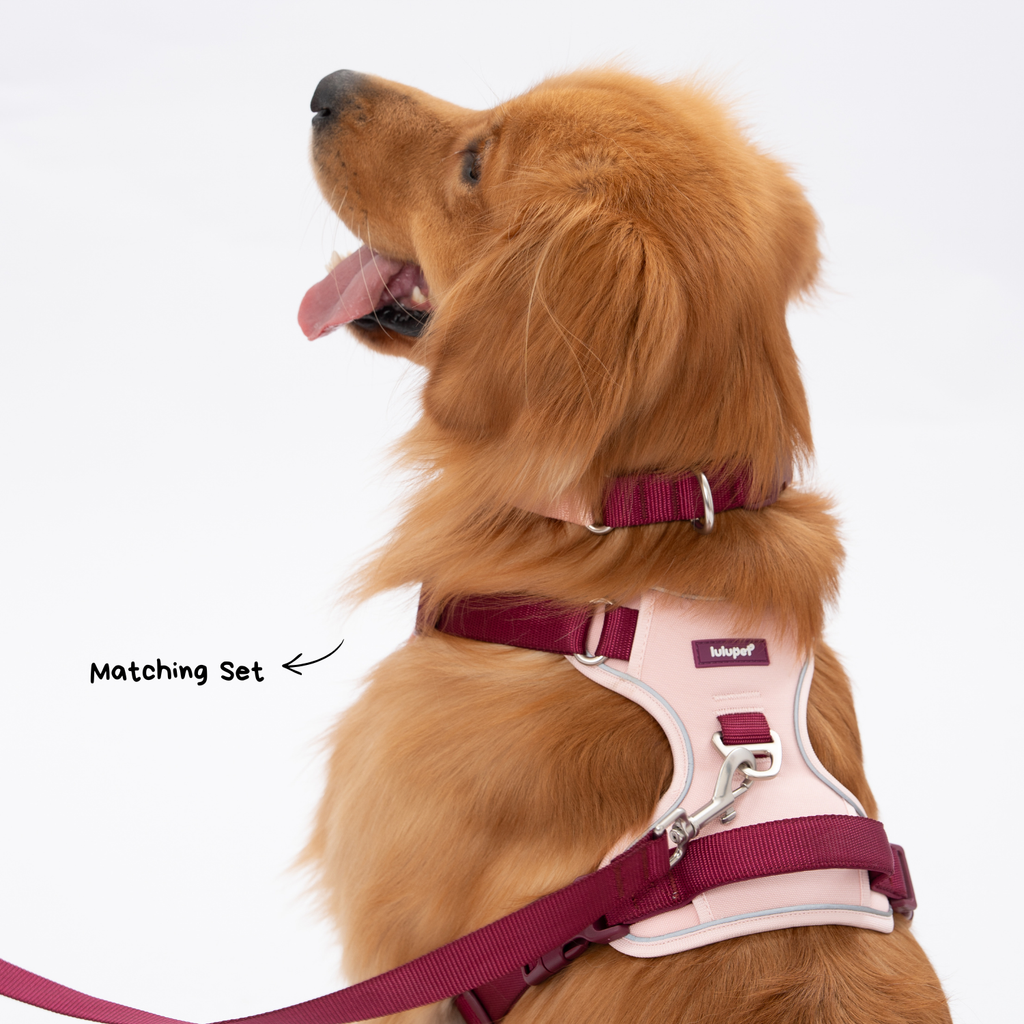 Lulupet No-Pull Dog Harness Leash Collar Set
