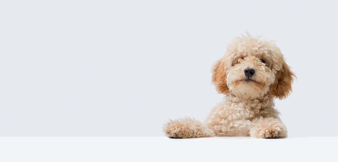 Fluffy dog sitting on a white background